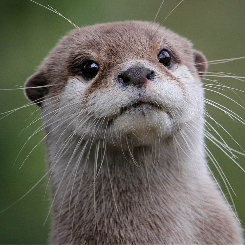 Project Peril: Help Save the Small-Clawed Otter、mySite、camillekostekn