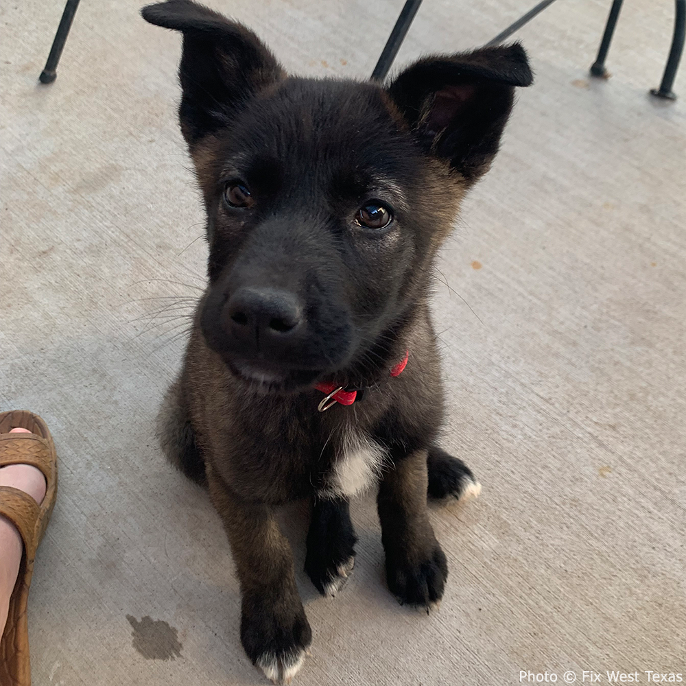 Funded: Help Tulip Beat Deadly Parvovirus、mySite、camillekostekn