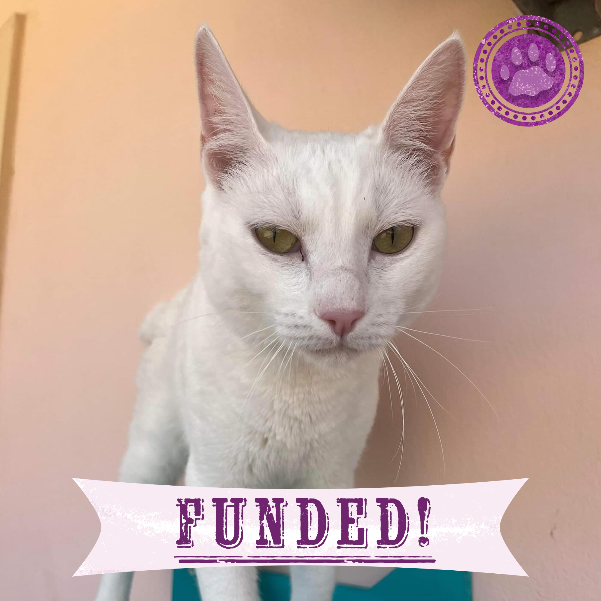 Funded: Help Creeper Recover After Sudden Paralyzation、mySite、camillekostekn