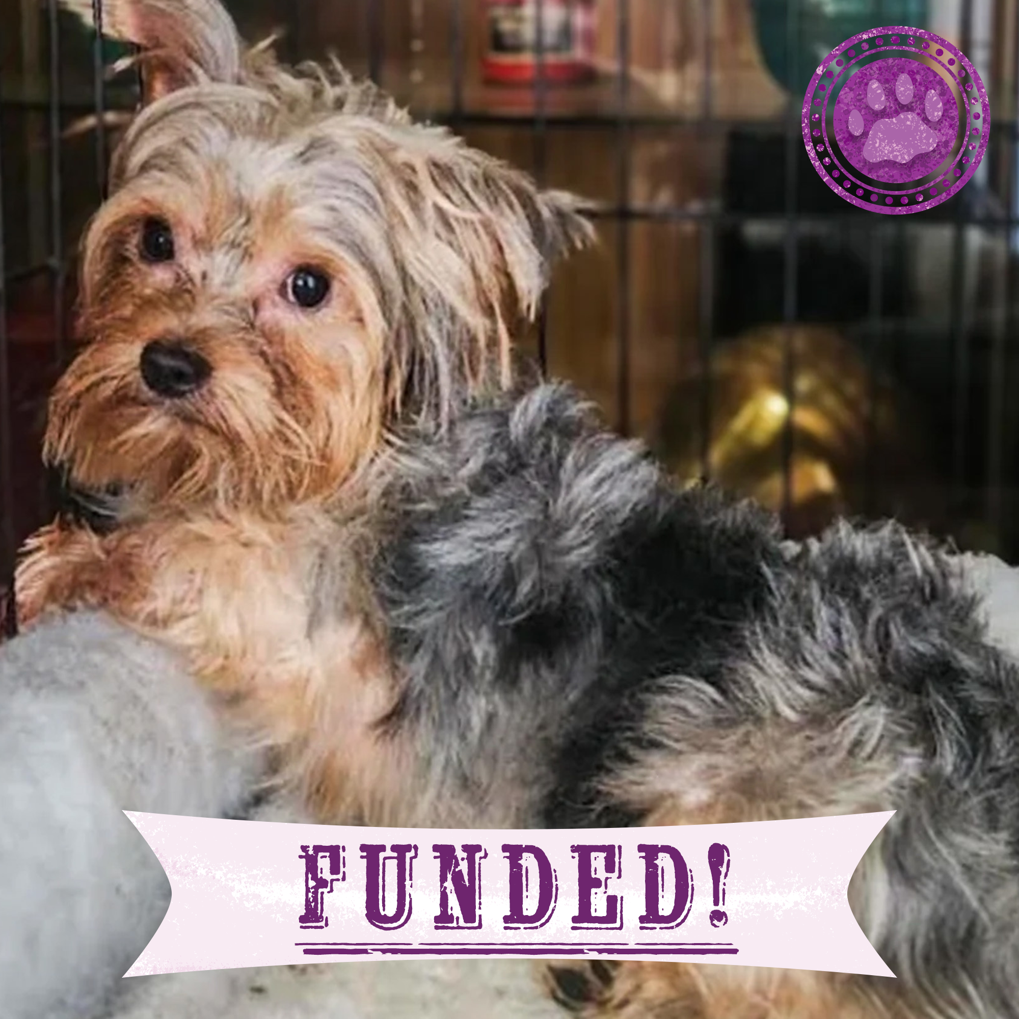 Funded: Support Stout��s Healing After a Hard Life、mySite、camillekostekn