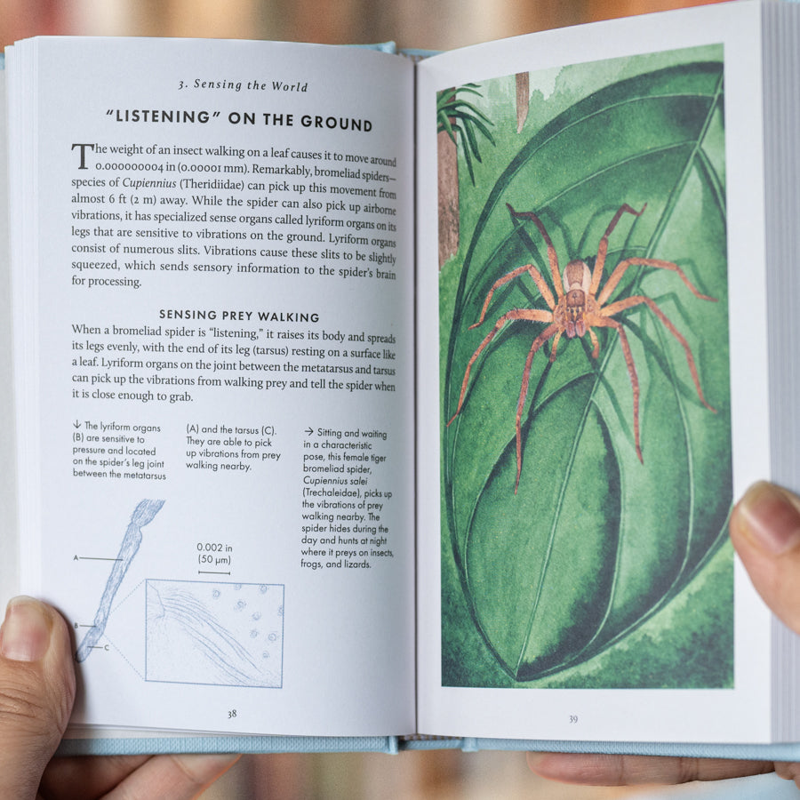 The Little Book of Spiders、mySite、topwebapps