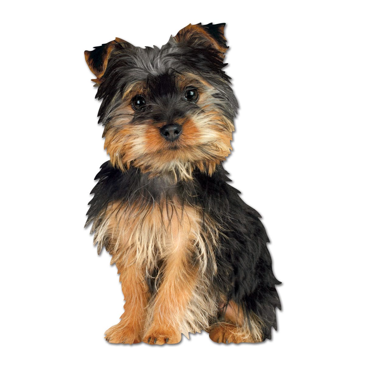  Note Card - Silky Terrier Puppy、mySite、ghnorth