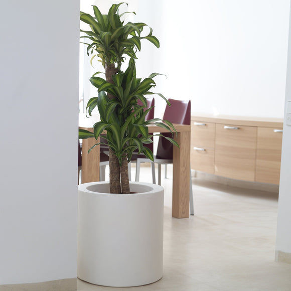  Cilindro Alto Planter、mySite、sugarbowlscore