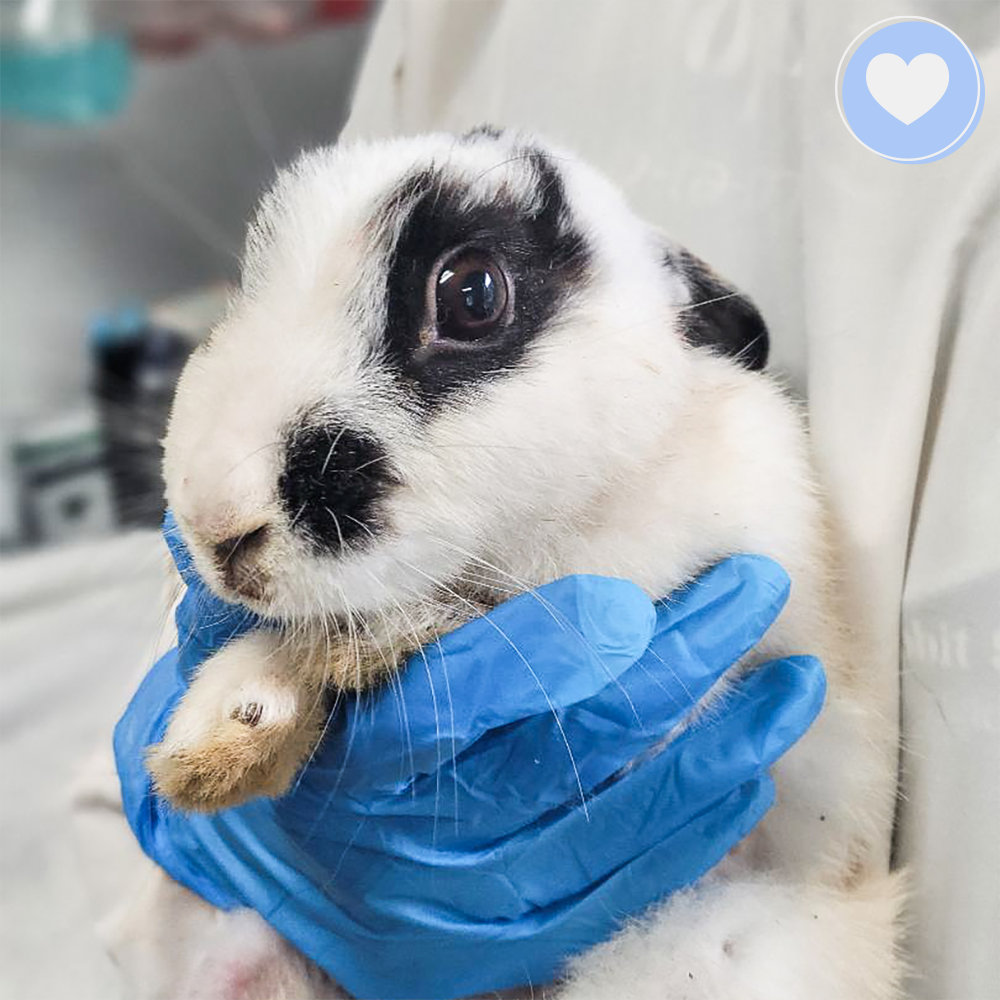 Funded: Help Tissaia the Rabbit Recover From Trauma、mySite、camillekostekn