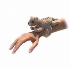 Tasmanian Tiger Snap Band by Bocchetta、mySite、g9winljtr