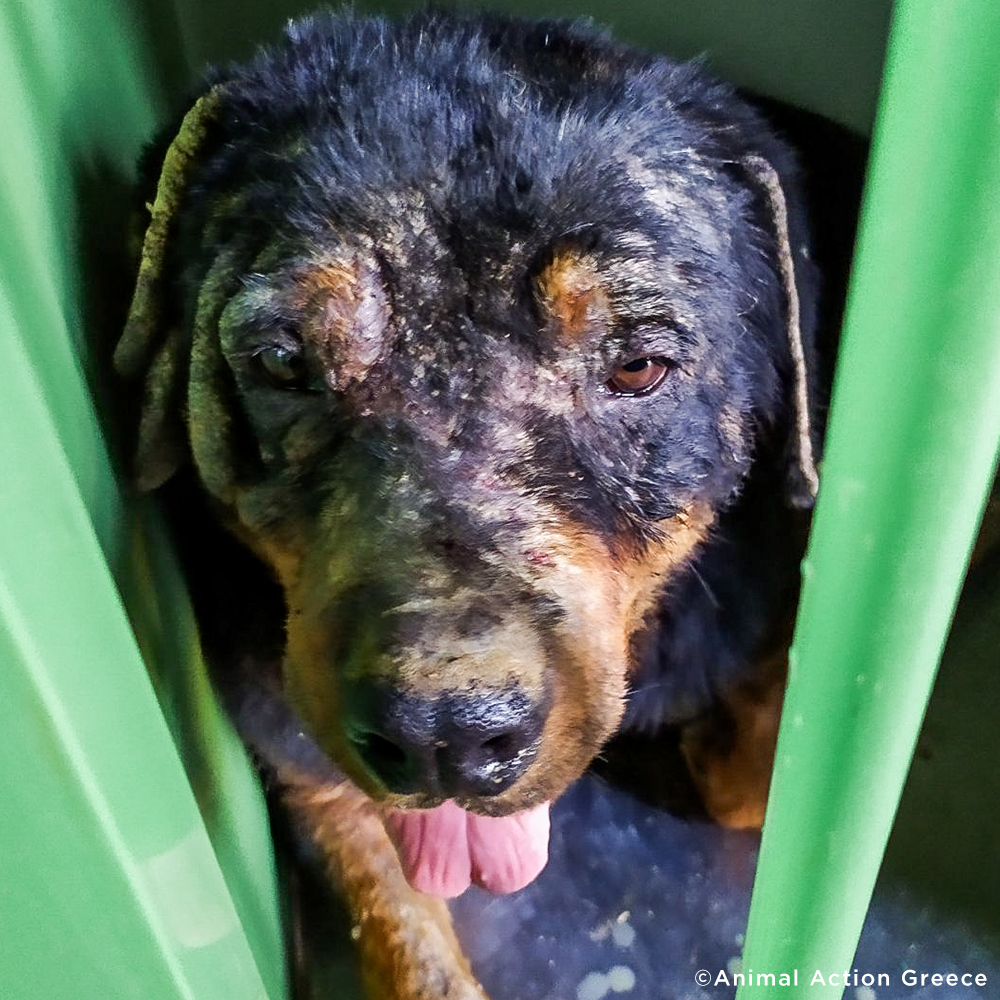 Funded: Starving Puppy Needs Our Help To Grow Big & Strong、mySite、camillekostekn