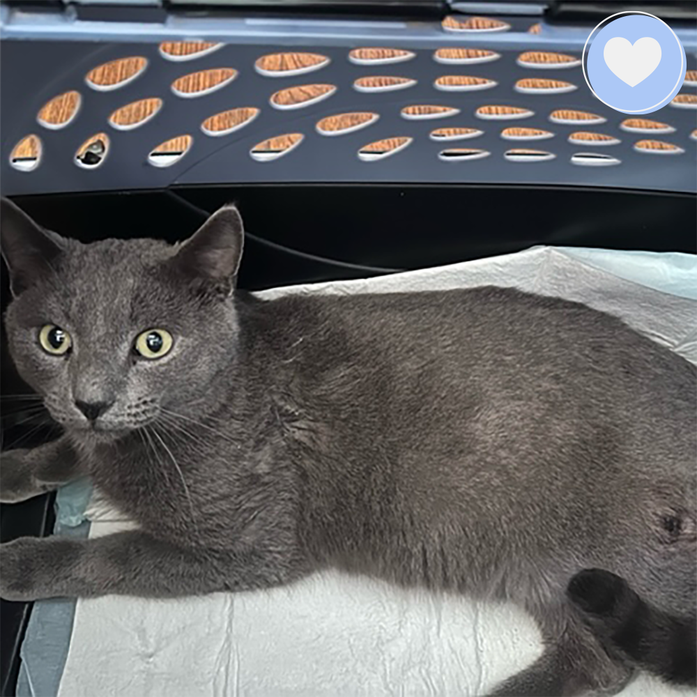 Funded: Help Abused Jasper Blu Walk Again、mySite、camillekostekn