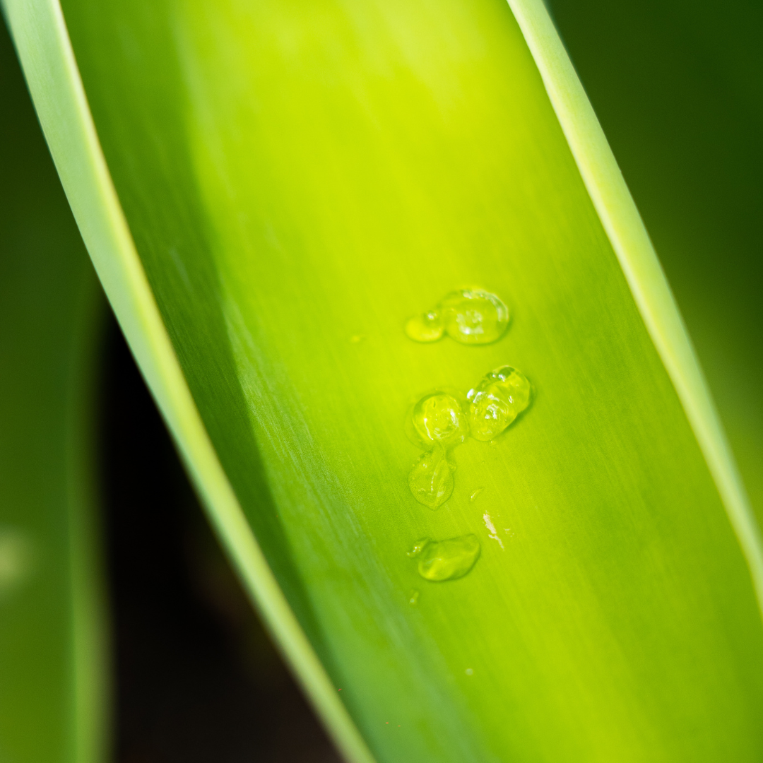 Soothing Gel with Aloe Vera & Cucumber、mySite、elrpsem3k