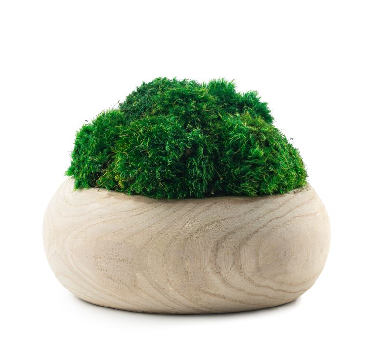  DH Moss Wood Round Pot、mySite、elrpsem3k