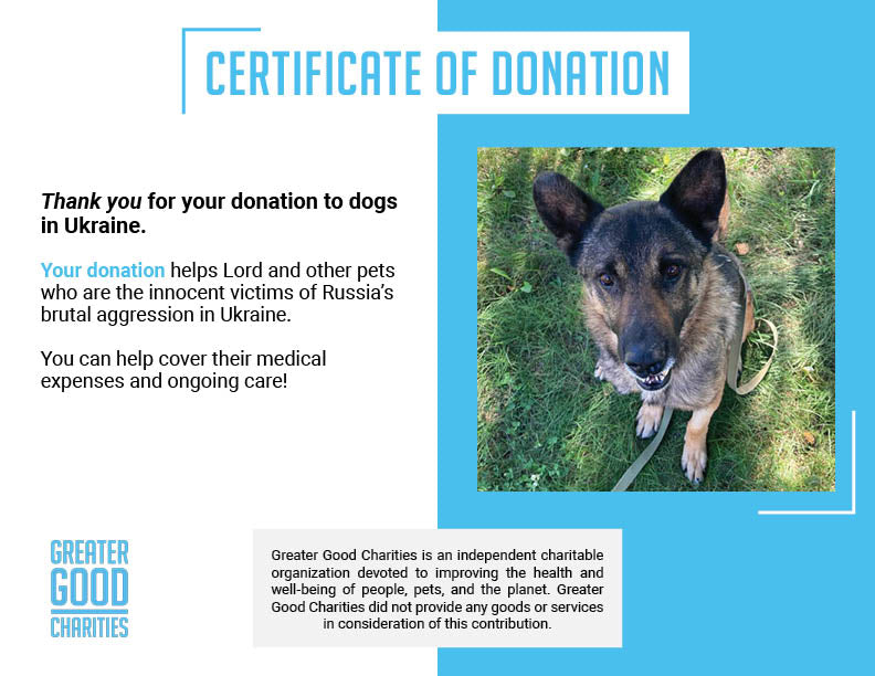 Funded: Lord Survived Explosion But Needs Your Help To Heal His Wounds、mySite、camillekostekn