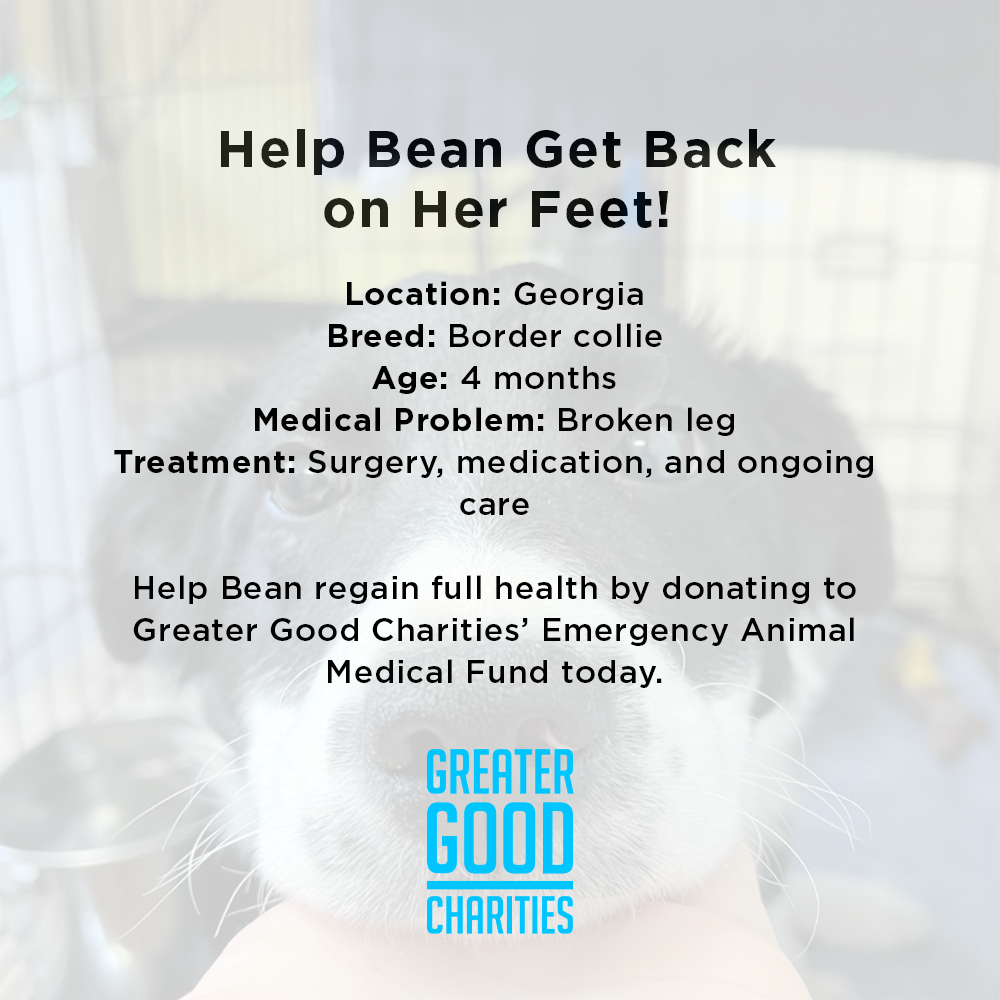 Funded: Help Bean Get Back on Her Feet、mySite、camillekostekn