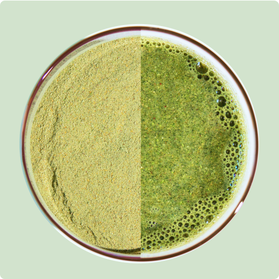 Prebiotic Daily Greens、mySite、gigharbornorthrealestate