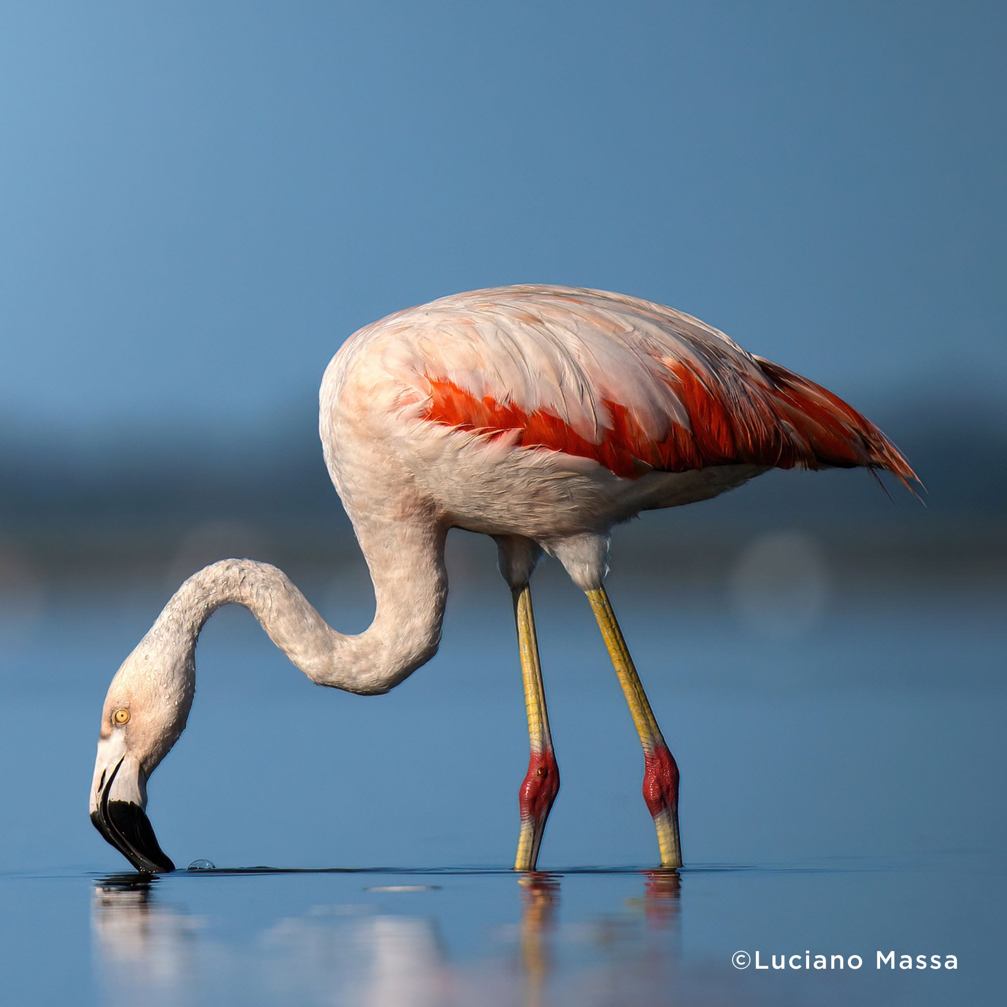 Help Protect Vital Habitat for Endangered Species、mySite、camillekostekn