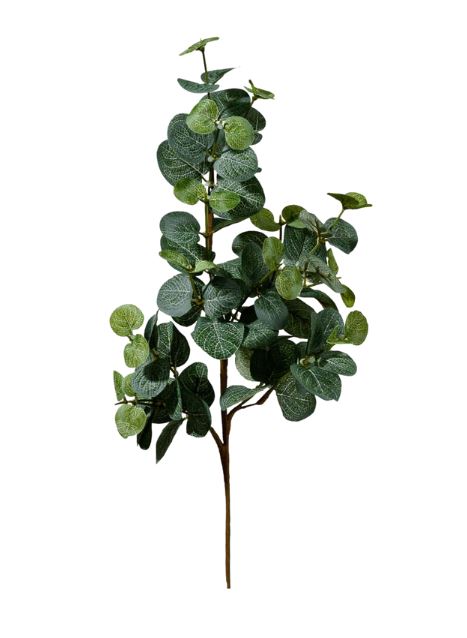  Eucalyptus Spray、mySite、elrpsem3k