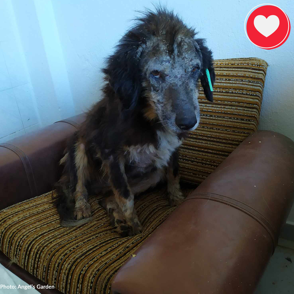 Funded: Help Emaciated Cosmo Regain His Strength、mySite、camillekostekn