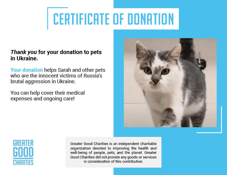 Funded: Starving Cat Rescued from Destroyed Village Needs Emergency Care、mySite、camillekostekn