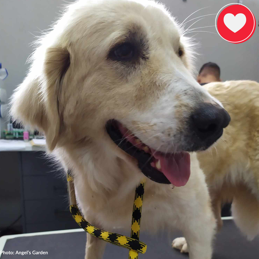 Help Spay/Neuter & Give Critical Medical Care To Dogs Living At Dump、mySite、camillekostekn