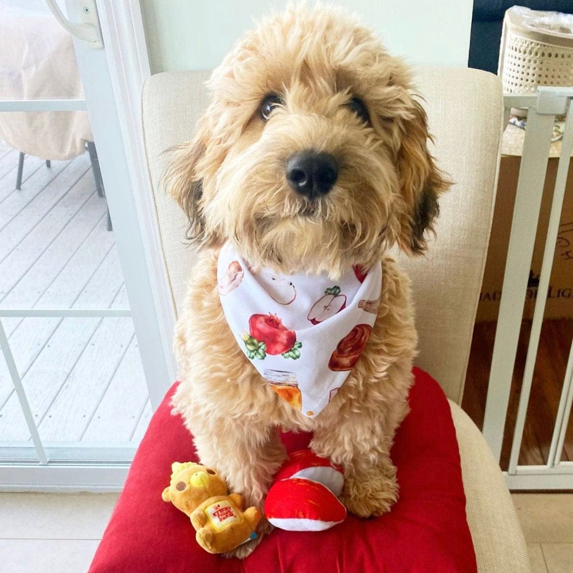 Rosh Hashanah Pet Bandana、mySite、topwebapps