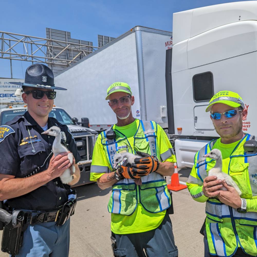 Help Prepare Abandoned Baby Swans to Be Released Back Into the Wild、mySite、camillekostekn