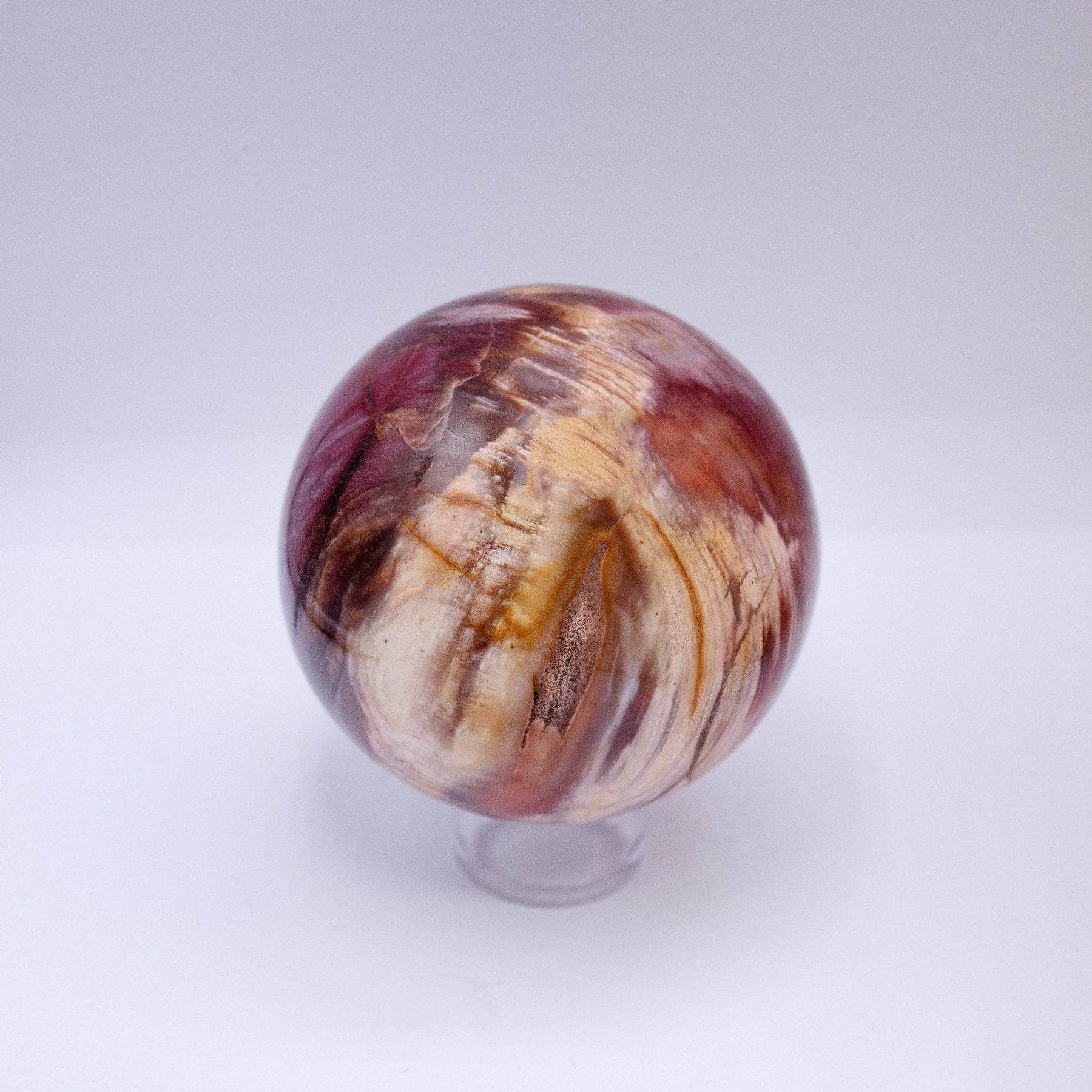 Petrified Wood Sphere - AAA Premium Quality、mySite、hinf8tx79