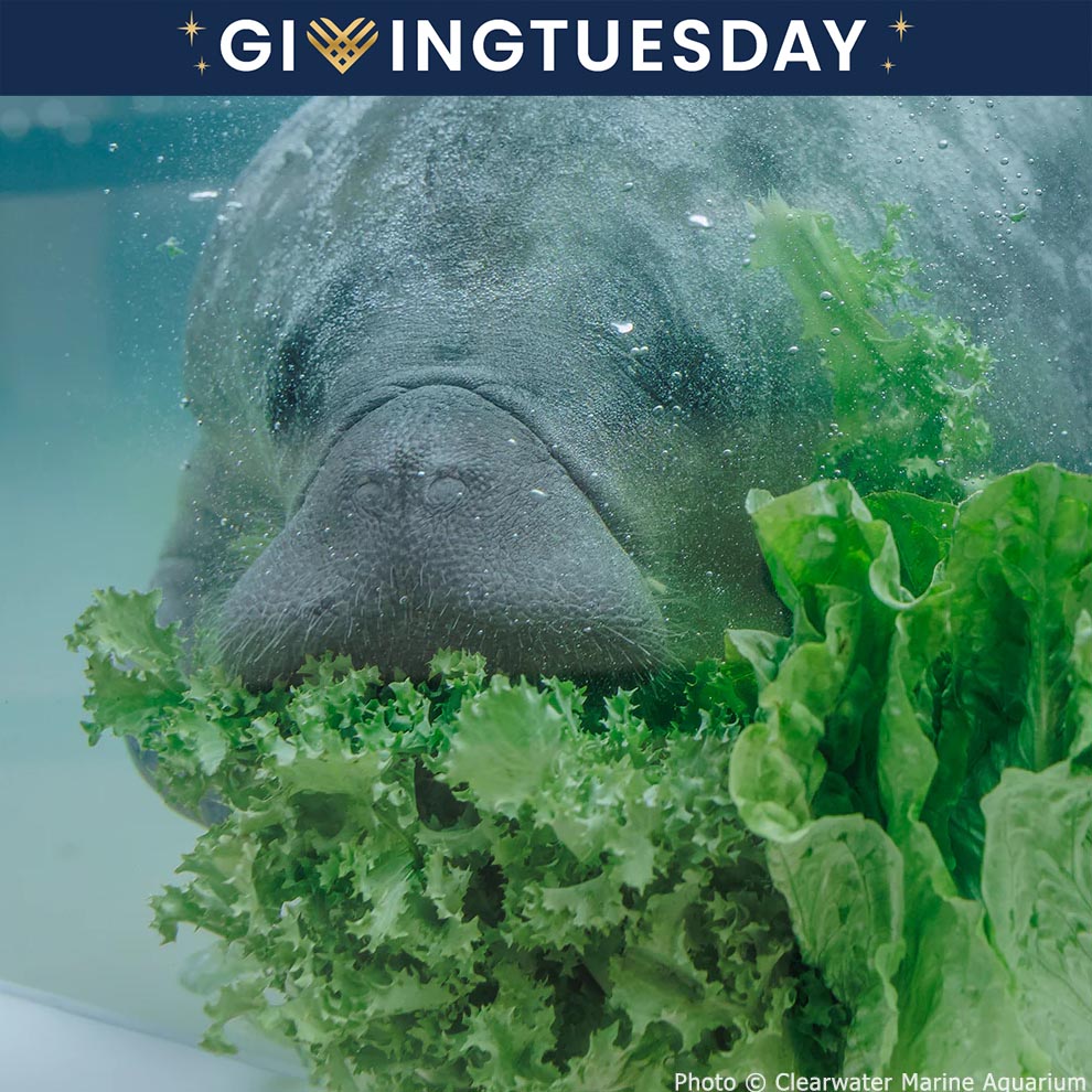 GivingTuesday: Help Save Rehabilitated Manatees、mySite、camillekostekn