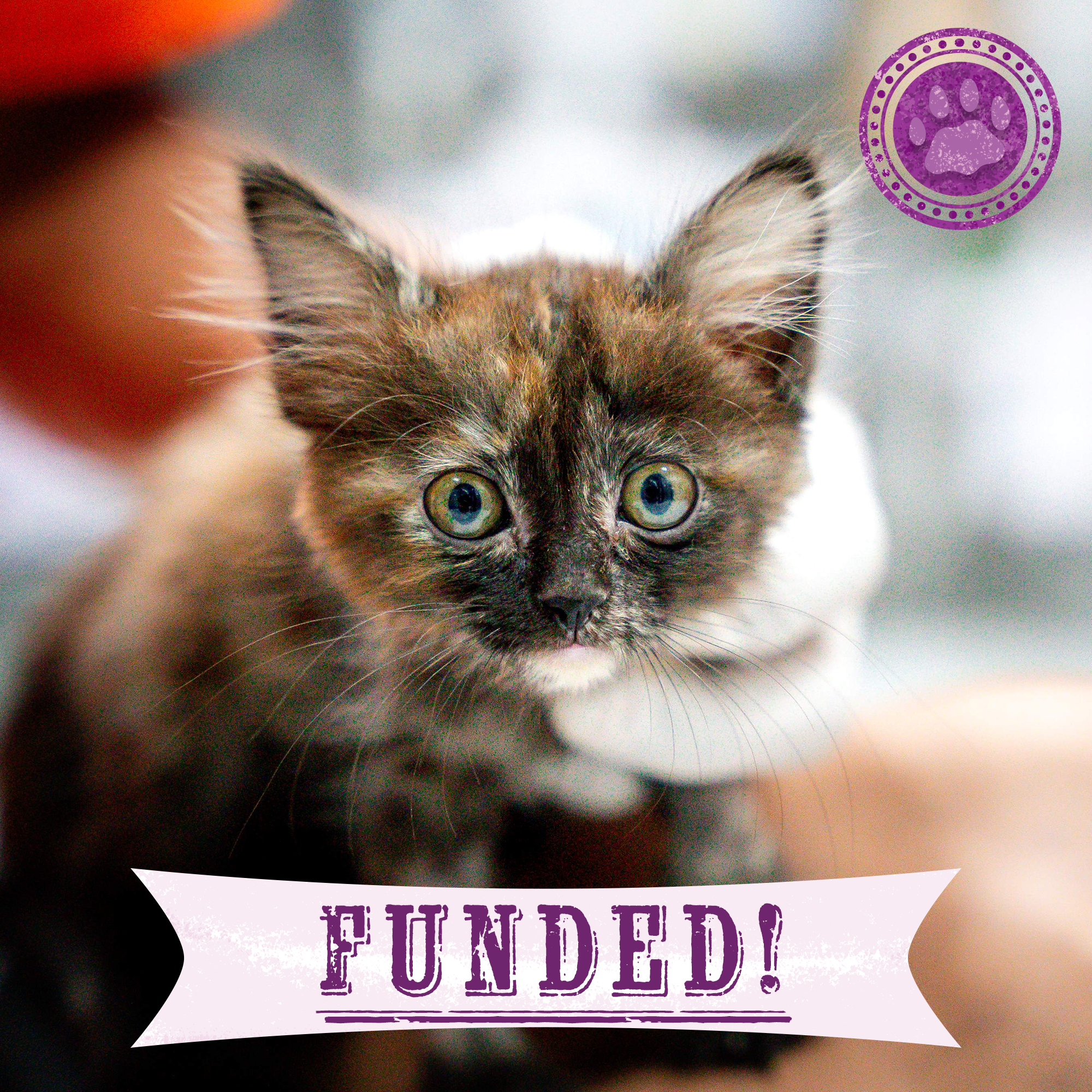 Funded: Help Hagan Heal From Horrifying Glue Trap Injury、mySite、camillekostekn