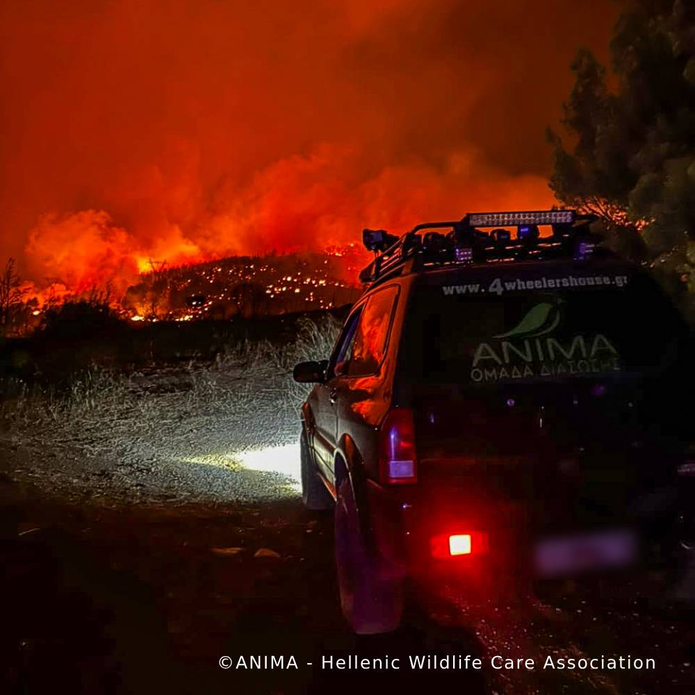Send Urgent Aid to Families and Pets During Greece Wildfires、mySite、camillekostekn