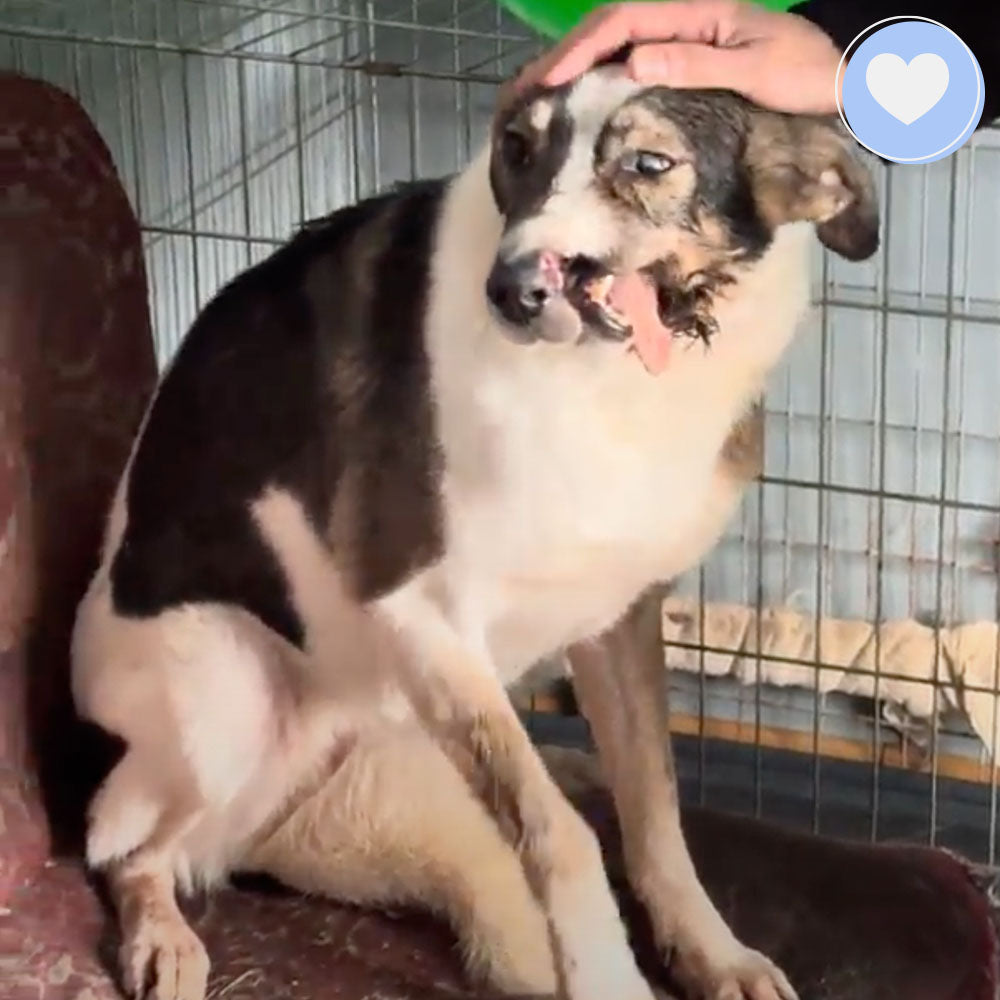 Funded: Petty Was Shot On The Frontlines and Needs Our Care、mySite、camillekostekn