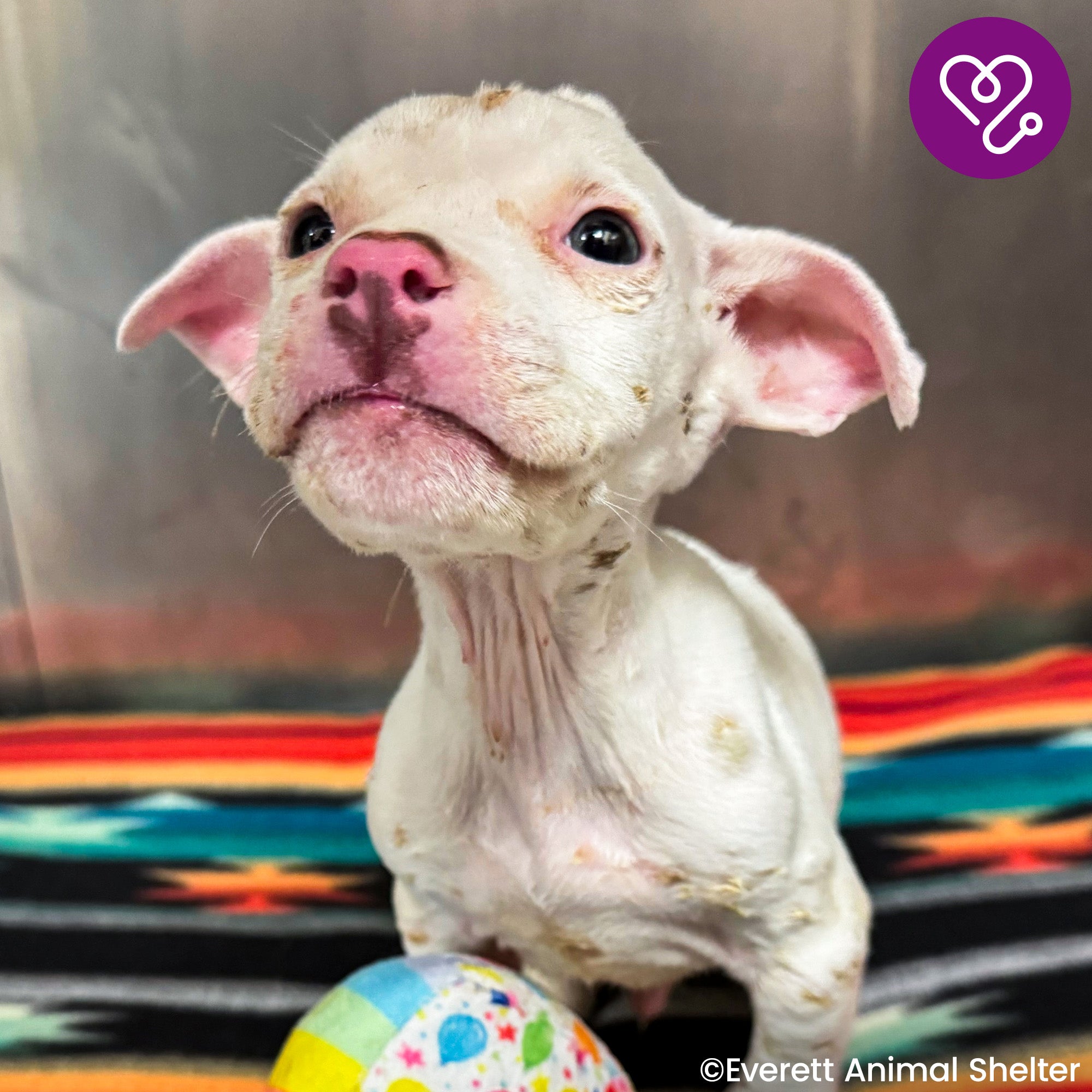 Funded: Save Beetlejuice From Severe Emaciation、mySite、camillekostekn