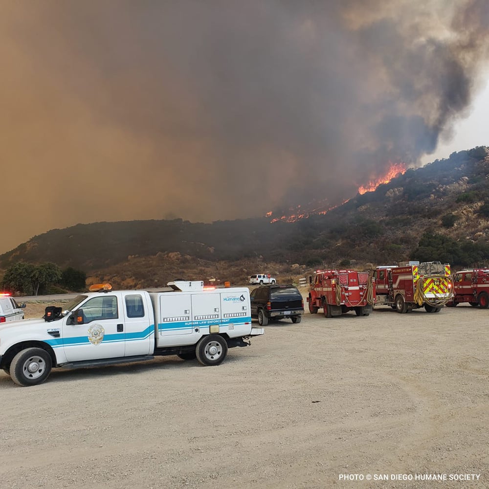 Help People and Pets Suffering from Extreme Heat、mySite、camillekostekn