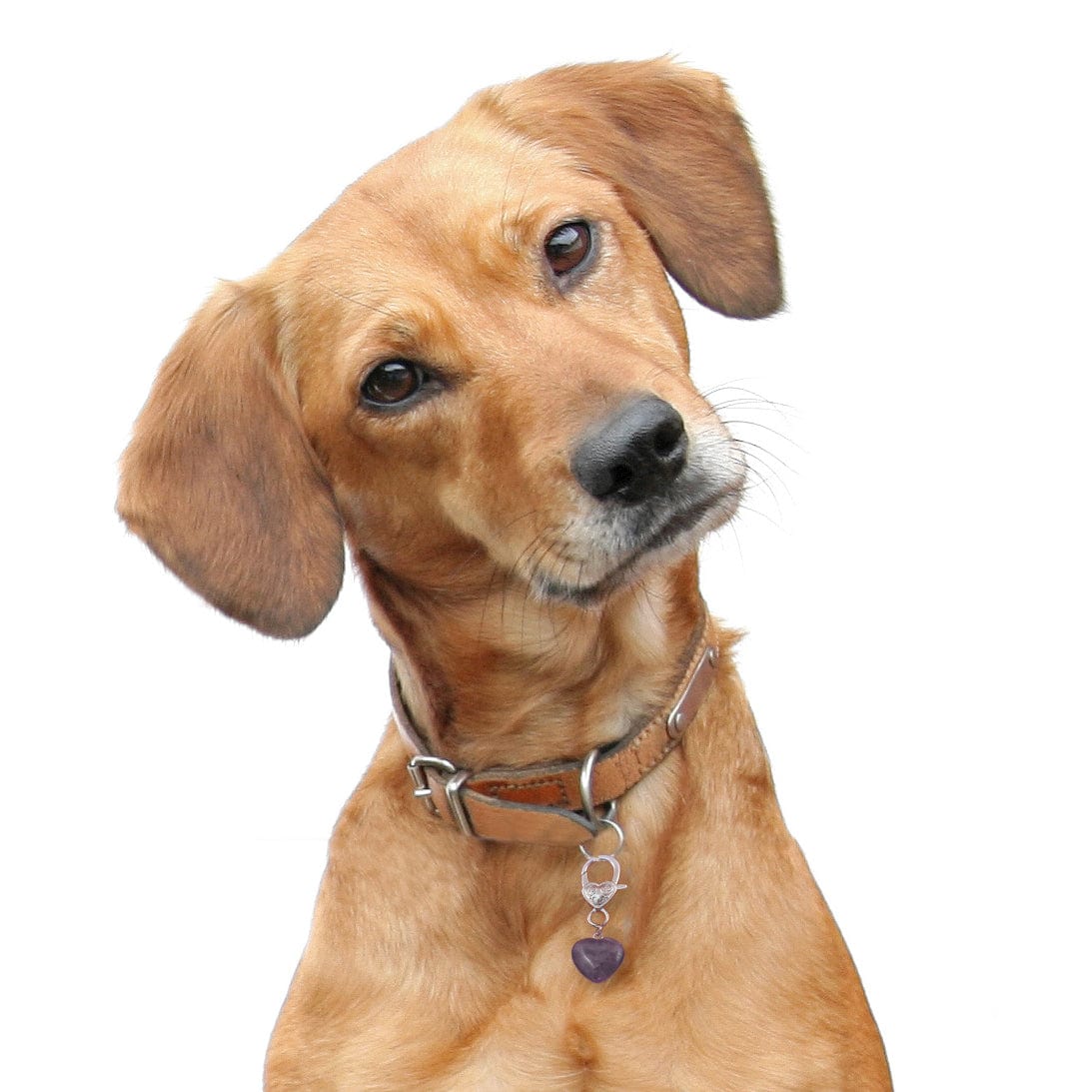 Healing Crystal Pet Charm Amethyst Pet Pendant- Protection、mySite、g9winljtr