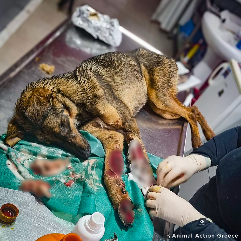Funded: Help Severely Injured Dog With Rotting Wounds Keep Her Legs、mySite、camillekostekn