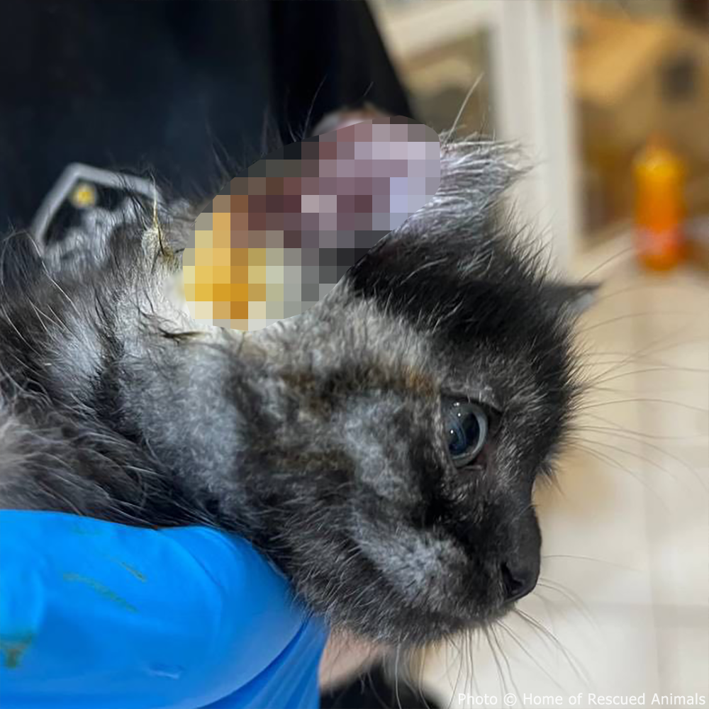 Support Mia While Recovering From Her Injuries、mySite、camillekostekn