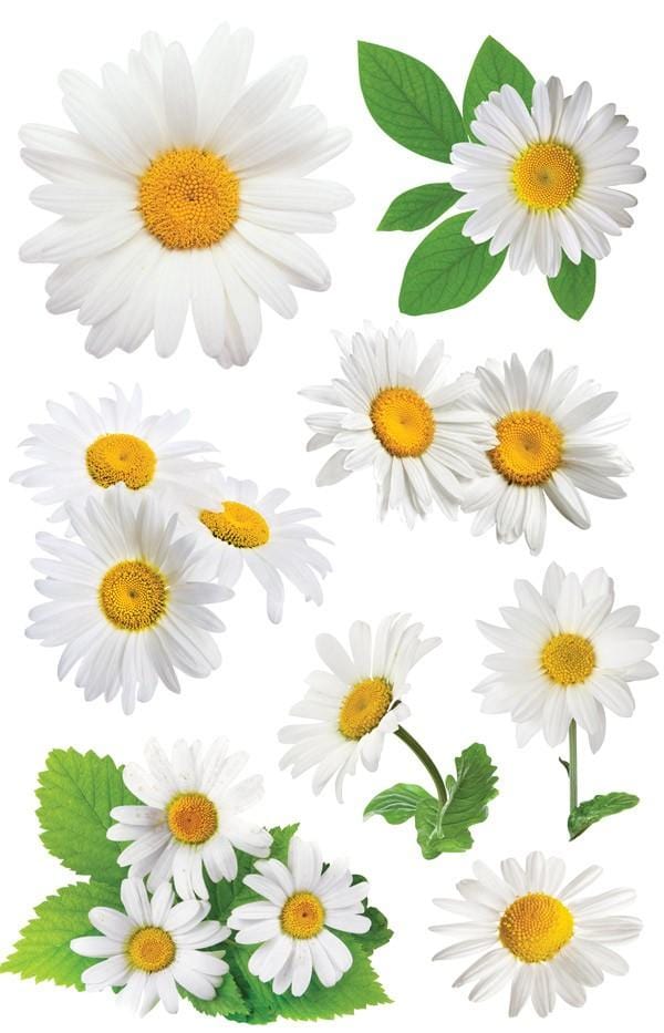  Scrapbook Stickers - 3D Oxeye Daisies、mySite、ghnorth