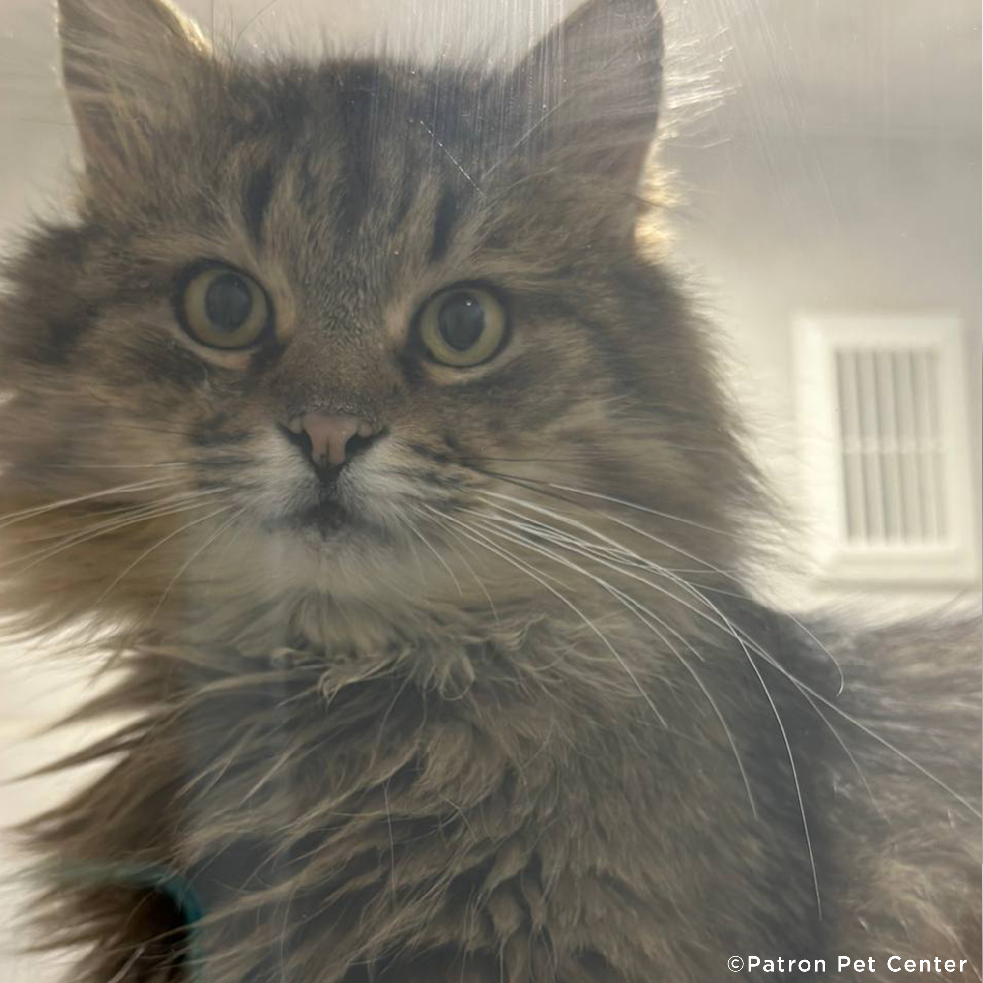 Funded: Help Abandoned Cat Overcome Excruciating Pain、mySite、camillekostekn