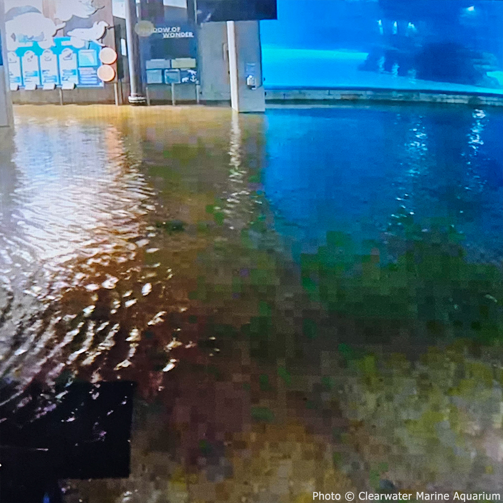 Save Manatees and Restore Their Habitat、mySite、camillekostekn