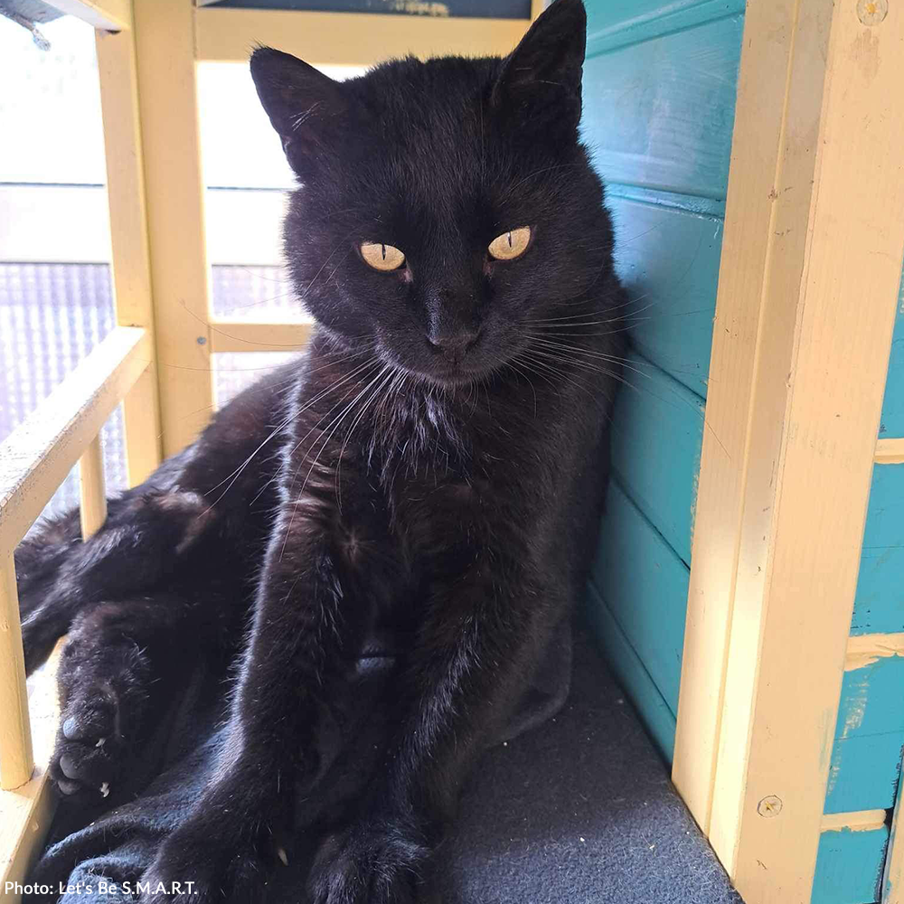 Funded: Help Ninja Recover From Gunshot Wound and Paralysis、mySite、camillekostekn