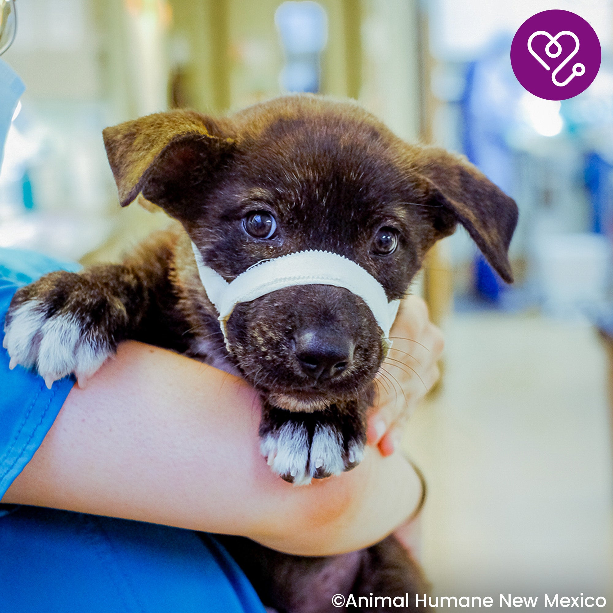 Funded: Help Fix Levi��s Broken Jaw、mySite、camillekostekn