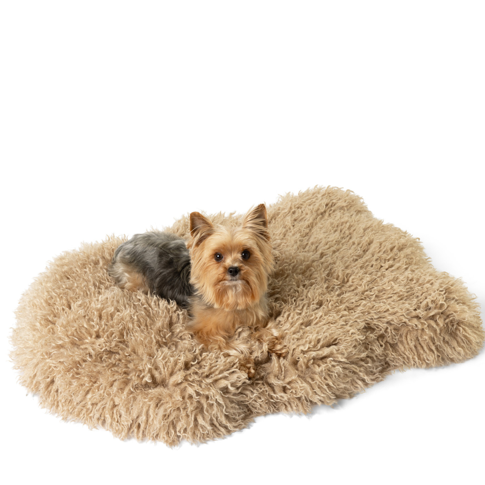 PupRug™ Luxe Orthopedic Bed + Matching Bed Runner Bundle - Plush Sheep Tan、mySite、solidvoid