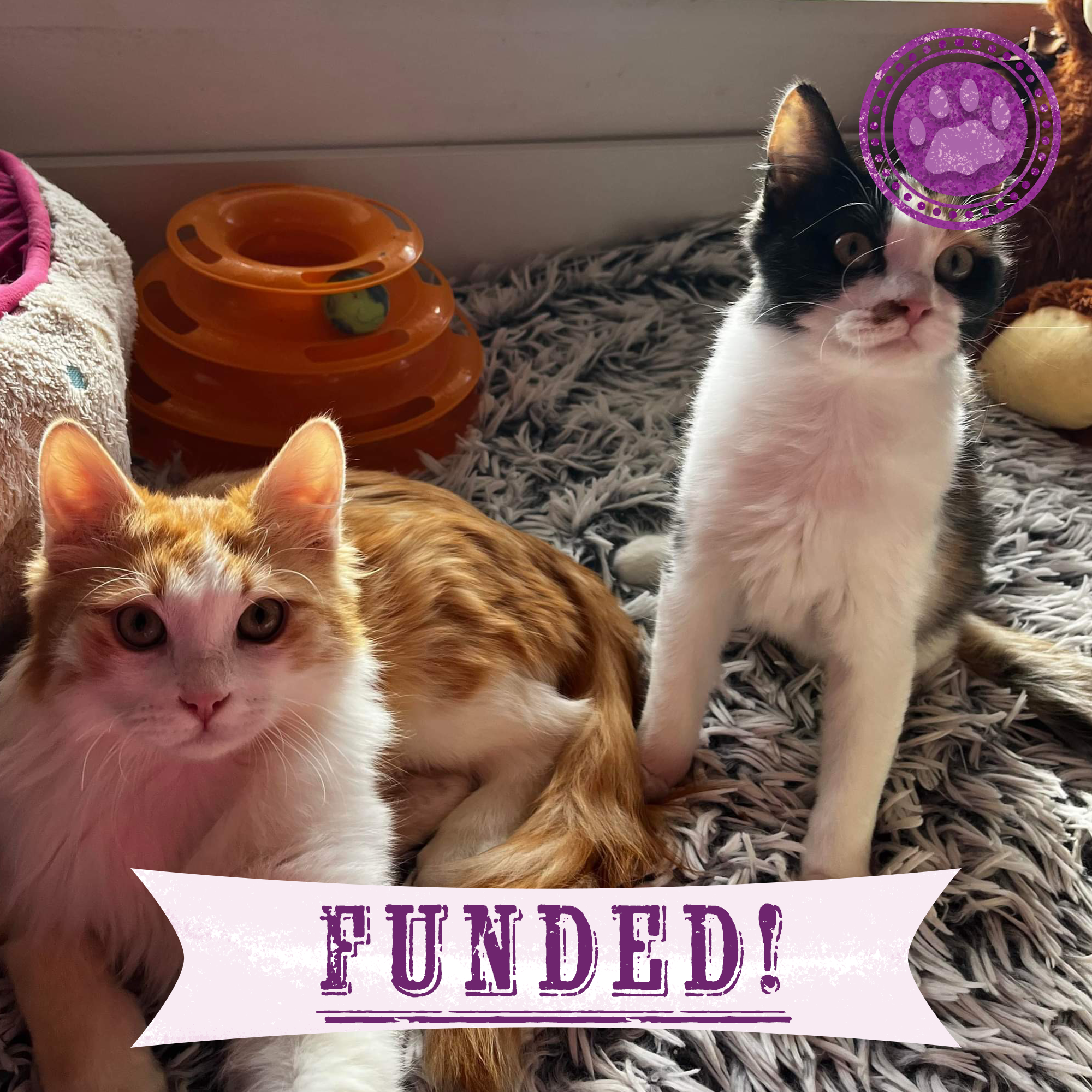 Funded: Help Leo and Tabitha Heal After Brutal Dog Attack、mySite、camillekostekn