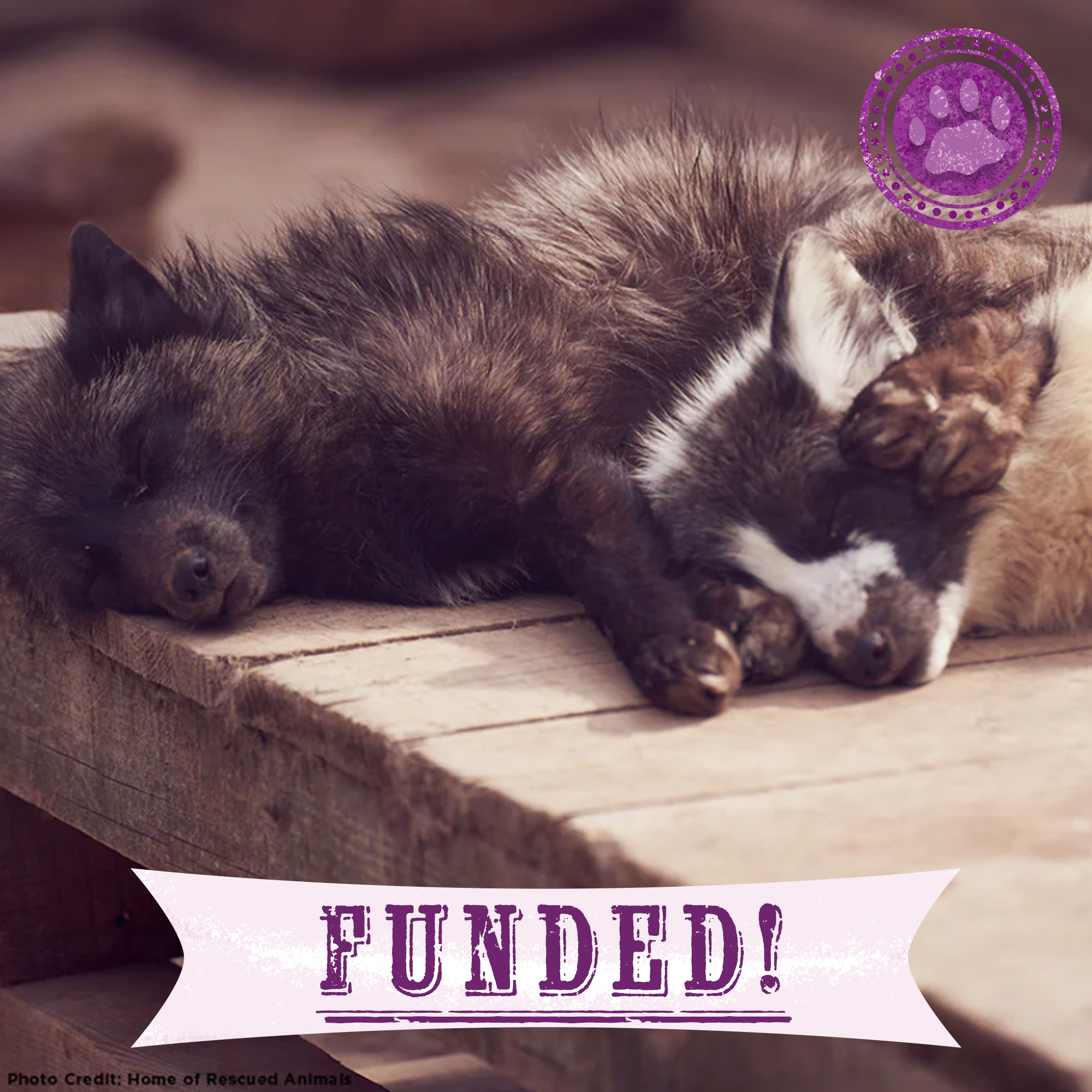 Funded: Help Foxes Recover from the Fur Industry、mySite、camillekostekn