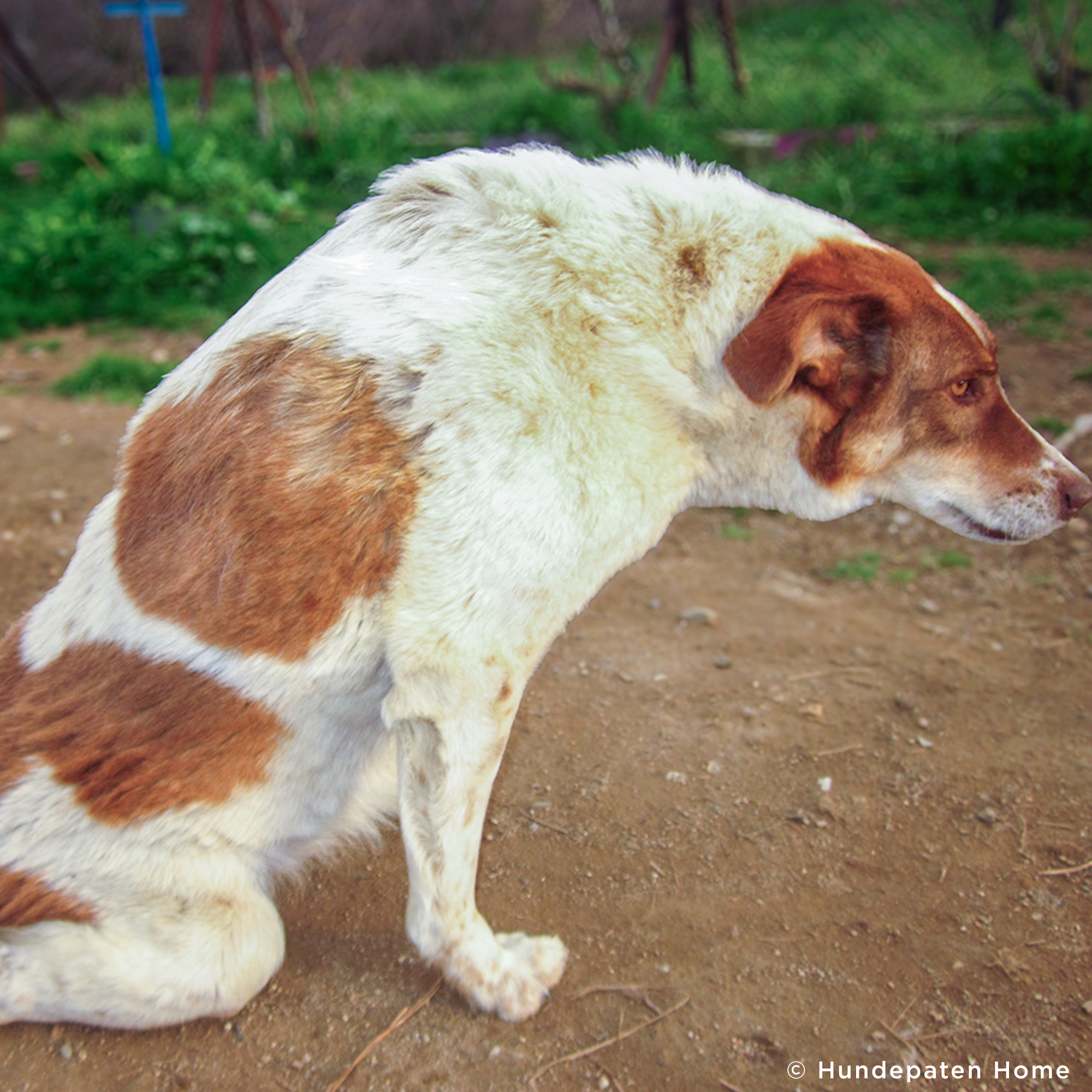 Funded: Help Aggie Walk Again After Spine Paralysis、mySite、camillekostekn