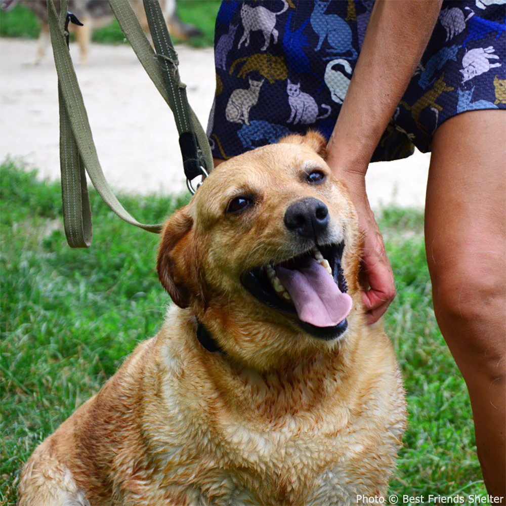 Struck By Missiles Twice - Animal Shelter Desperately Needs Support、mySite、camillekostekn