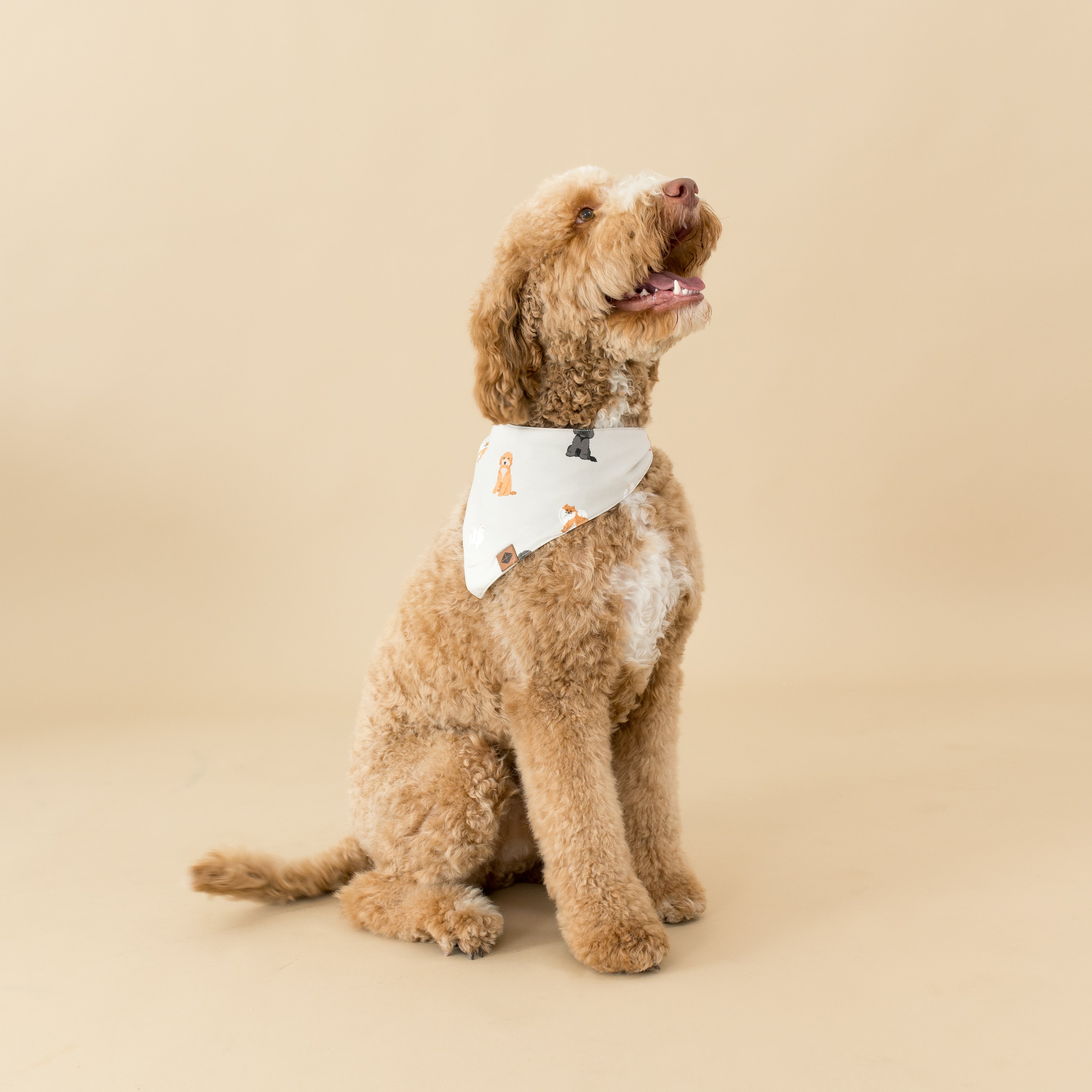  Dog Bandana in Fluffy Dog、mySite、layawaytickets