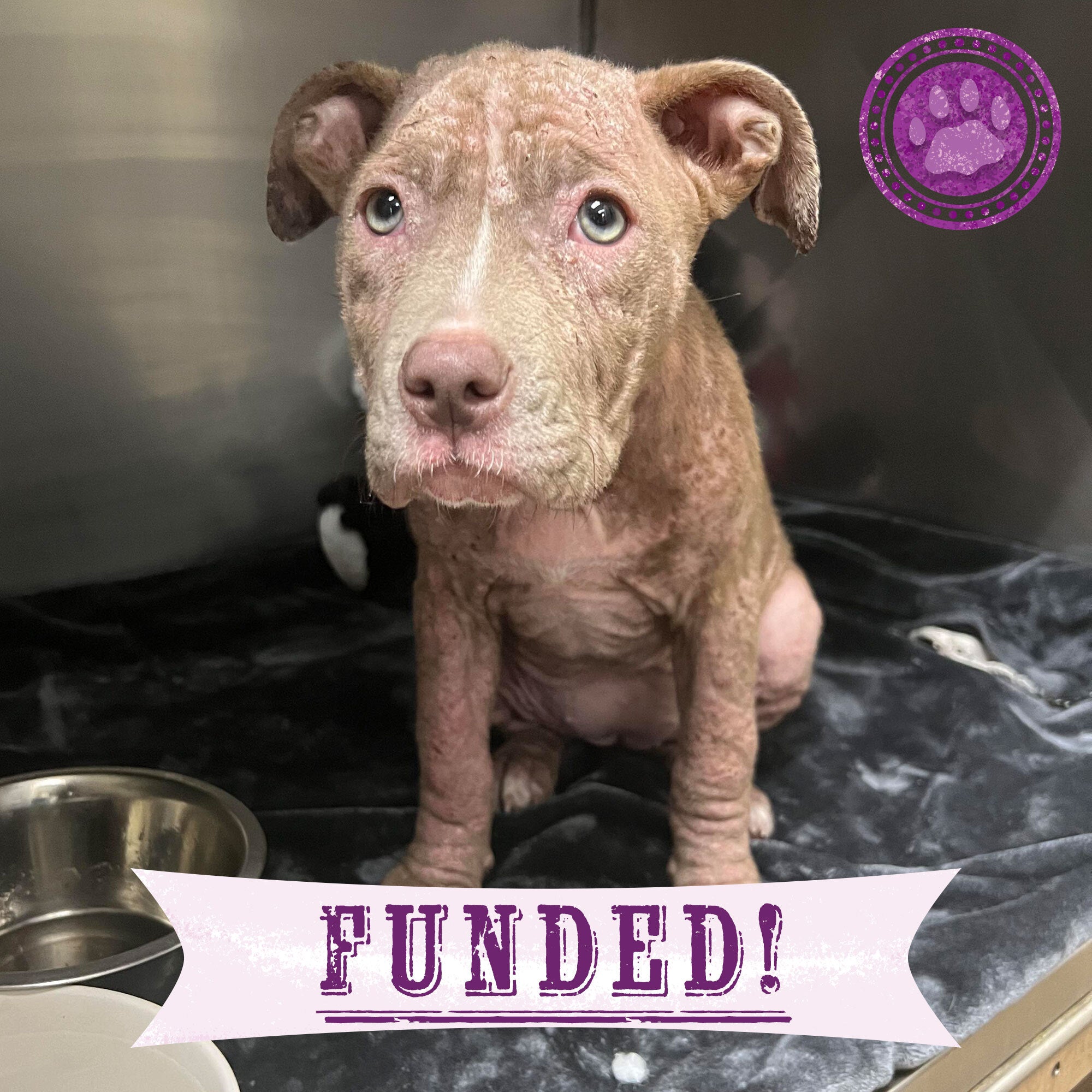 Funded - Save Seraphim's Skin From Mange、mySite、camillekostekn