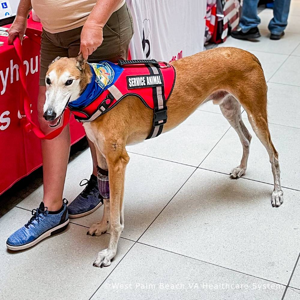 GivingTuesday: Send Essential Supplies to Homeless Veterans、mySite、camillekostekn