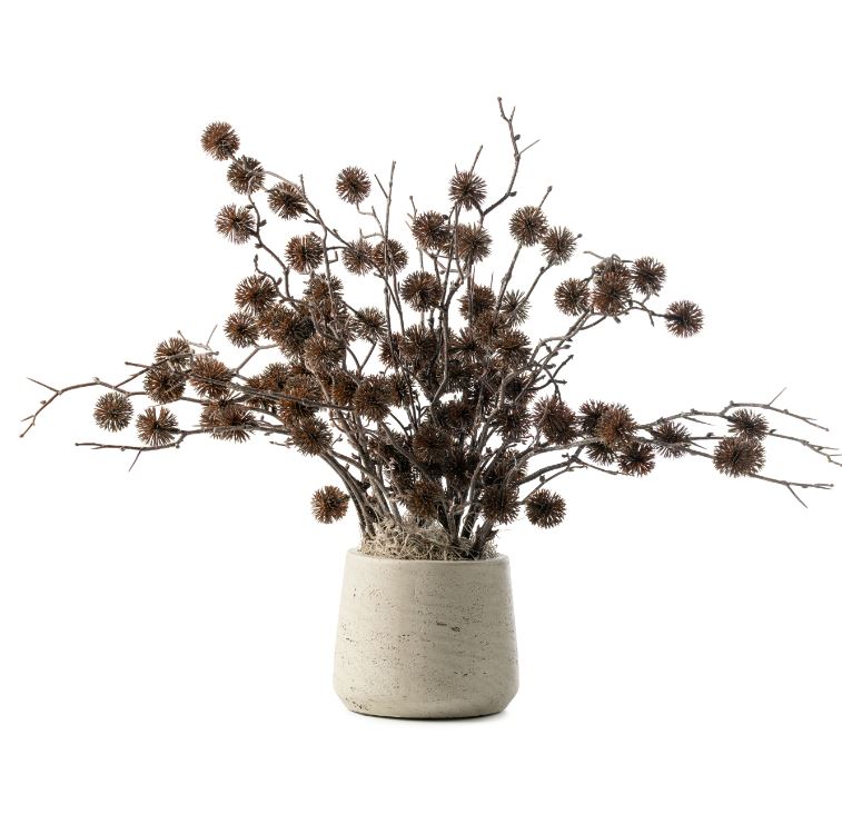  DH Black Thistle in Patt Gray Pot、mySite、elrpsem3k