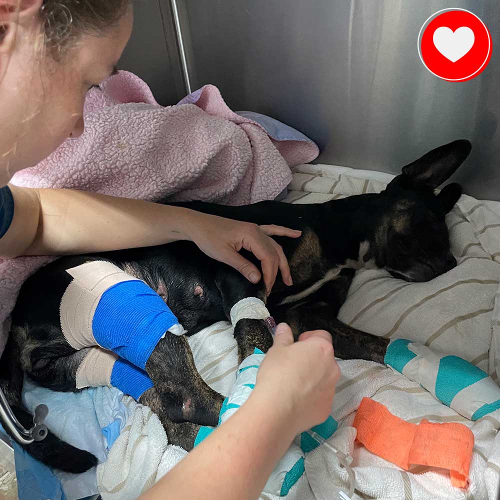 Funded - Help a Pup Saved From the Maui Wildfires、mySite、camillekostekn