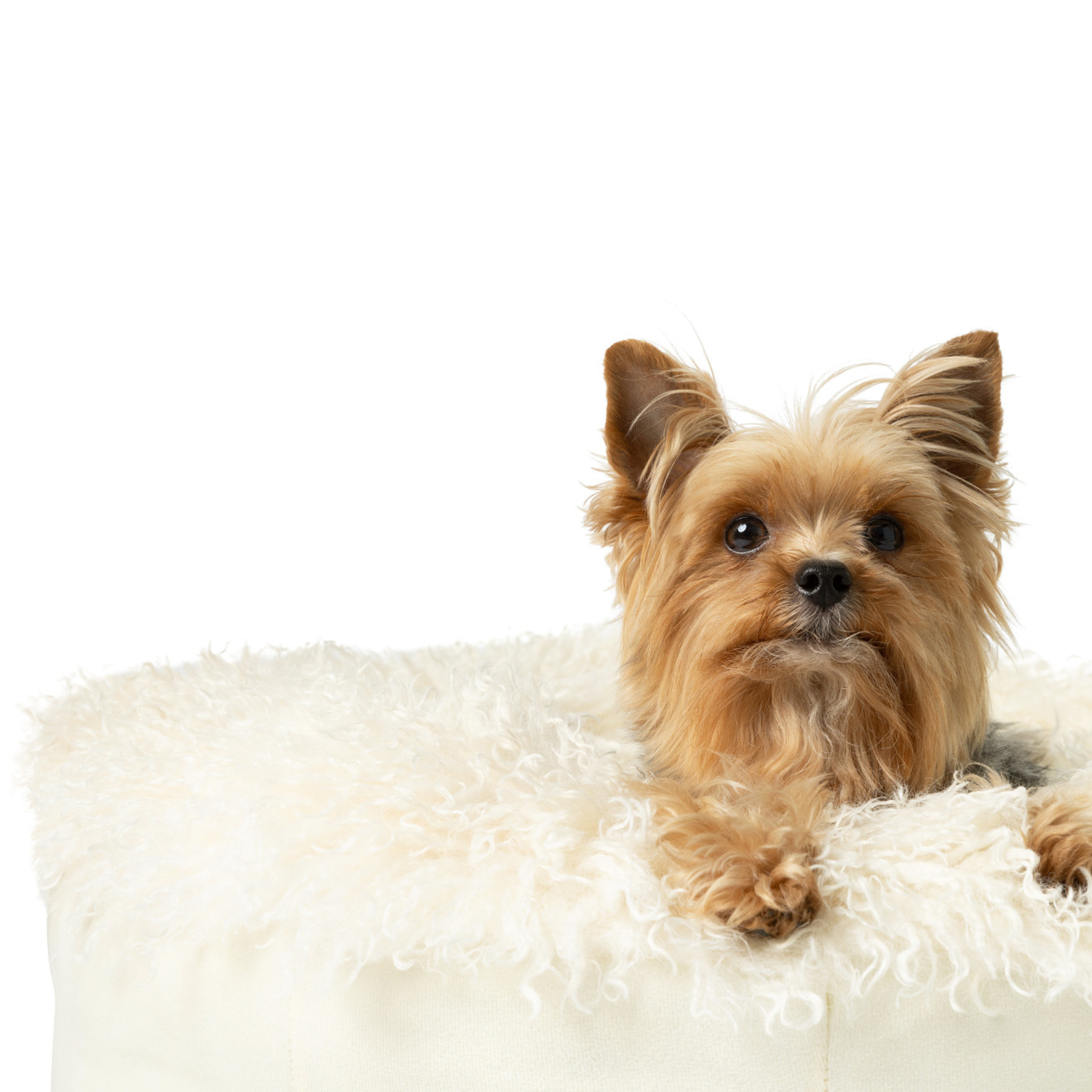 PupPouf™ Luxe Faux Fur Donut Dog Bed - Plush Sheep Ivory、mySite、solidvoid