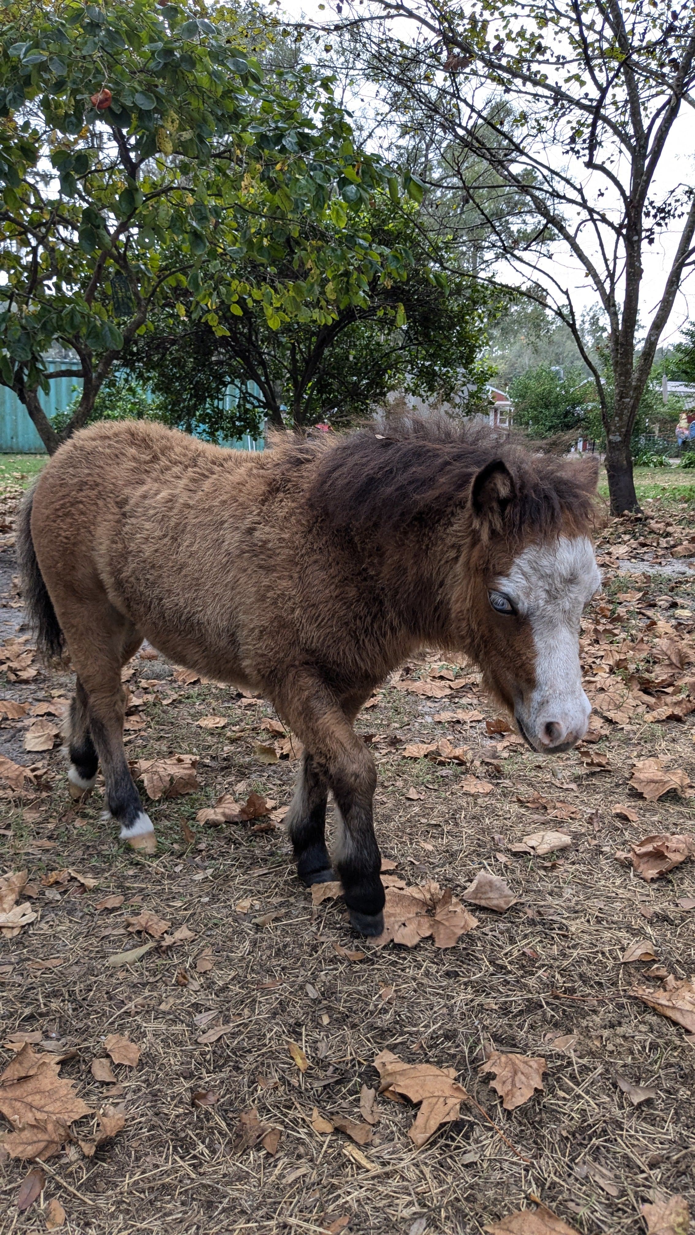 Cow Cuddle EXPERIENCES Gift Certificate-Great Gift Idea!、mySite、g9winljtr